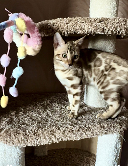 Бенгальский котенок Снежный минк