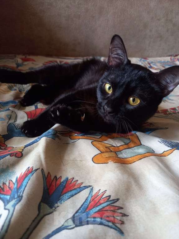 Кошки в Санкт-Петербурге: Бомбейский мальчик. Мальчик, 10 000 руб. - фото 3