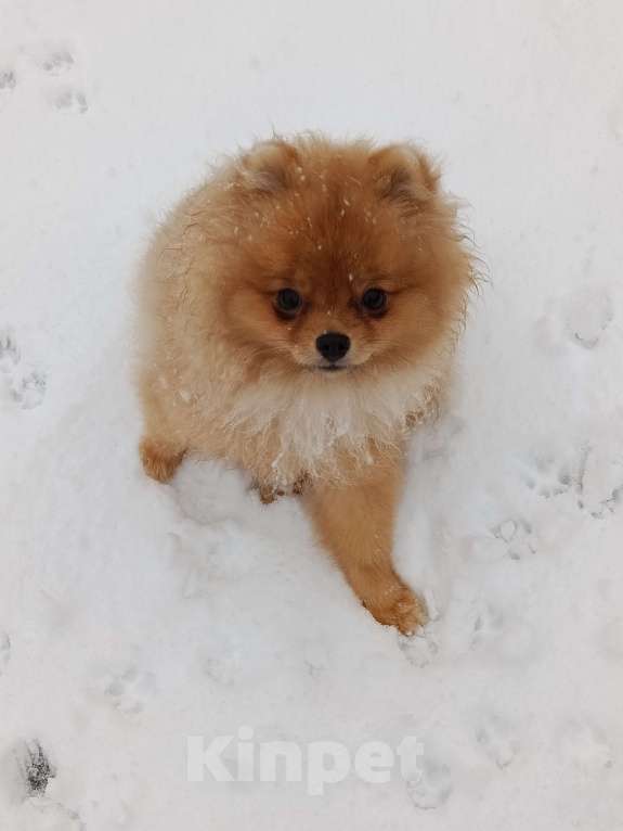 Собаки в Тюмени: Шпиц померанский Мальчик, 40 000 руб. - фото 6