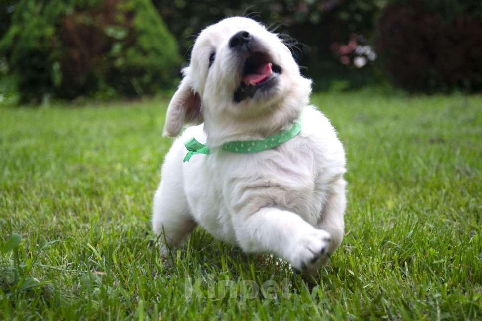 Собаки в Москве: Мальчик золотистого ретривера.  Мальчик, 80 000 руб. - фото 3