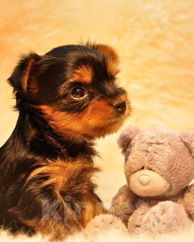 Собаки в Ростове-на-Дону: Йоркширский терьер  Мальчик, 20 000 руб. - фото 3