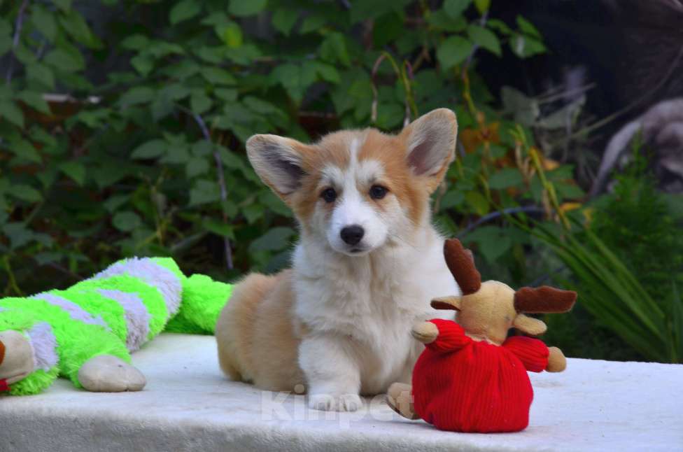 Собаки в Тамбове: Корги щенки Мальчик, 50 000 руб. - фото 3