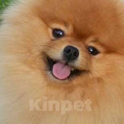 Собаки в Екатеринбурге: вязка Мальчик, Бесплатно - фото 3