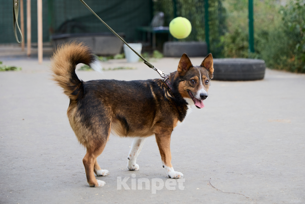 Собаки в Москве: Потеряшка Бориска Мальчик, Бесплатно - фото 2