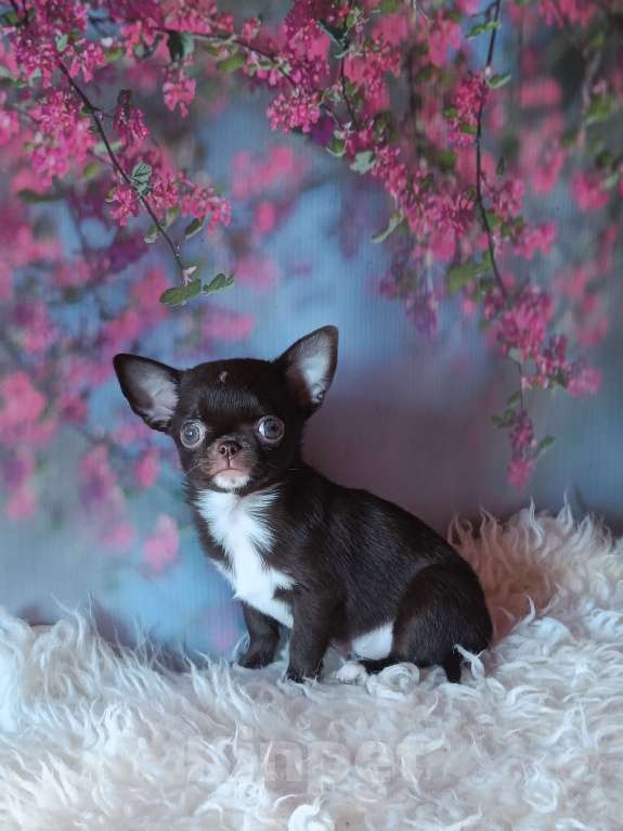 Собаки в Москве: Шоколадная конфетка Девочка, 95 000 руб. - фото 5