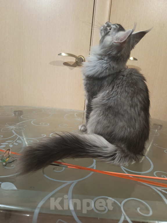 Кошки в других городах Кировской области: Котенок Мейн кун мальчик Мальчик, 35 000 руб. - фото 5