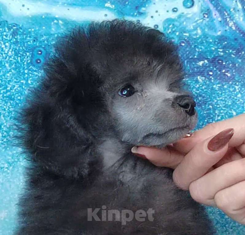 Собаки в Долгопрудном: Той пуделя щенок серый мальчик  ДЖЕНТЛИ БОРН   ИЛЬМИР  Мальчик, 120 000 руб. - фото 3