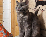 Кошки в Москве: Котенок Бусинка ищет дом Девочка, Бесплатно - фото 2