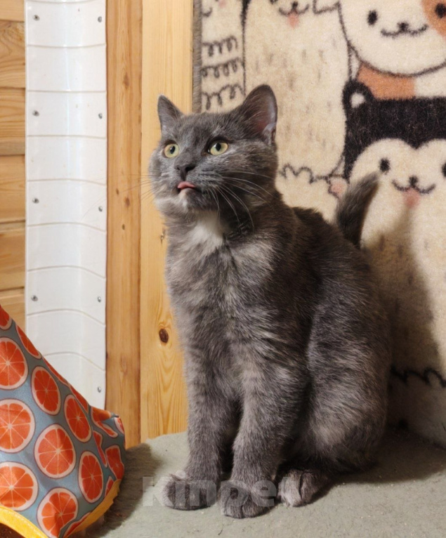 Кошки в Москве: Котенок Бусинка ищет дом Девочка, Бесплатно - фото 2