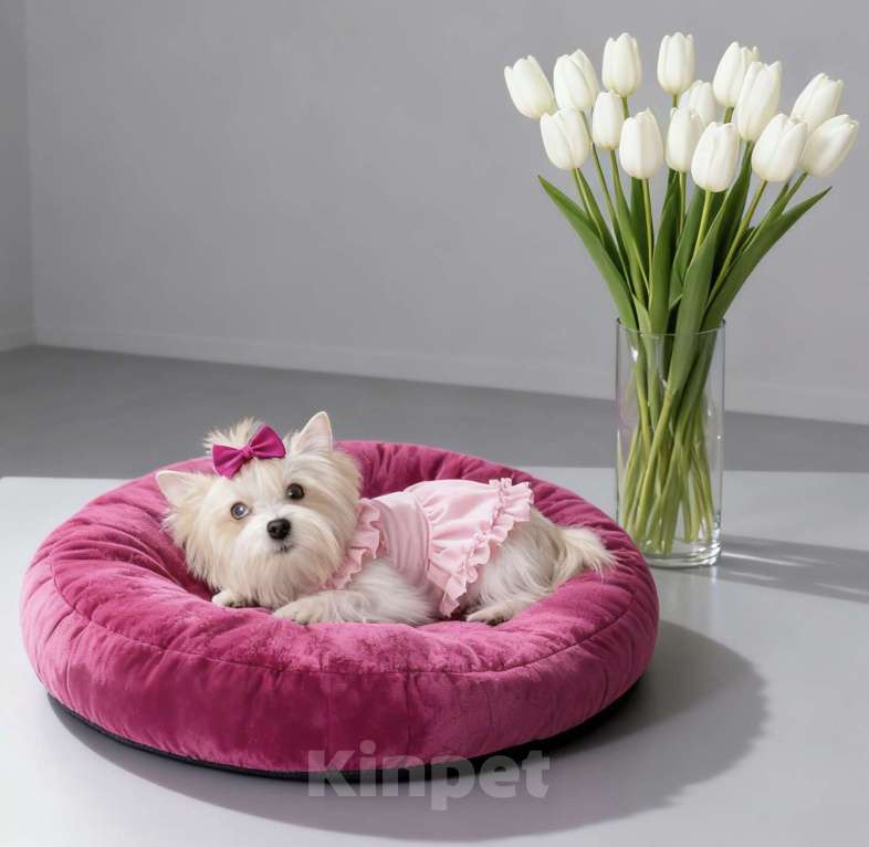 Собаки в Москве: Белый йорк с голубыми глазами девочка подрощенная Девочка, 130 000 руб. - фото 5