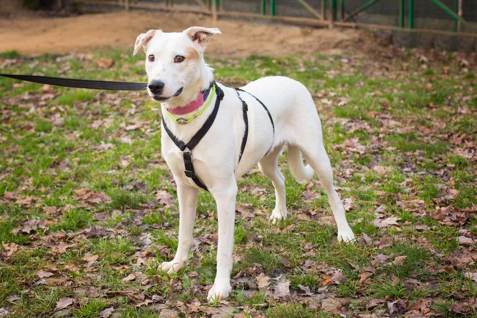 Собаки в Москве: Самая красивая воспитанная собака Девочка, Бесплатно - фото 2