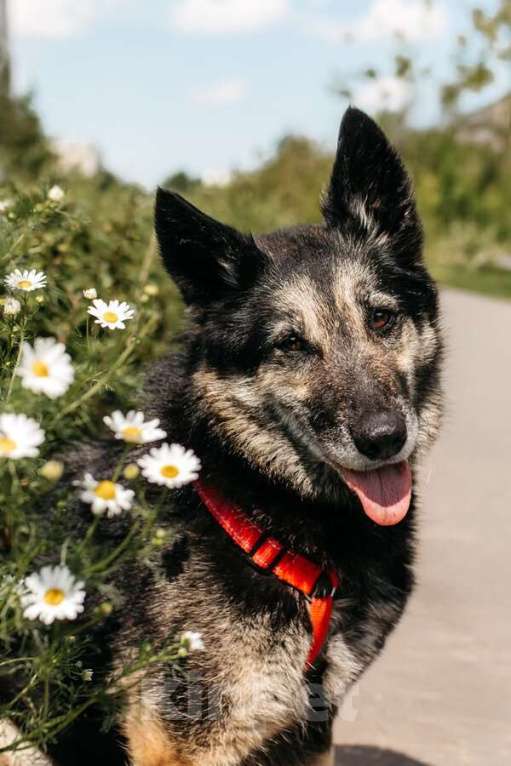 Собаки в Москве: Крис — собака с огромным сердцем и тихой надеждой. Мальчик, Бесплатно - фото 8