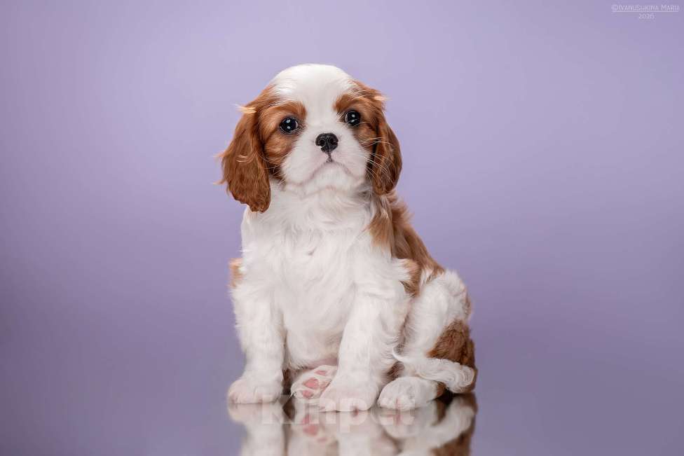 Собаки в Жуковском: девочки Кавалер Кинг Чарльз Спаниель Девочка, Бесплатно - фото 1