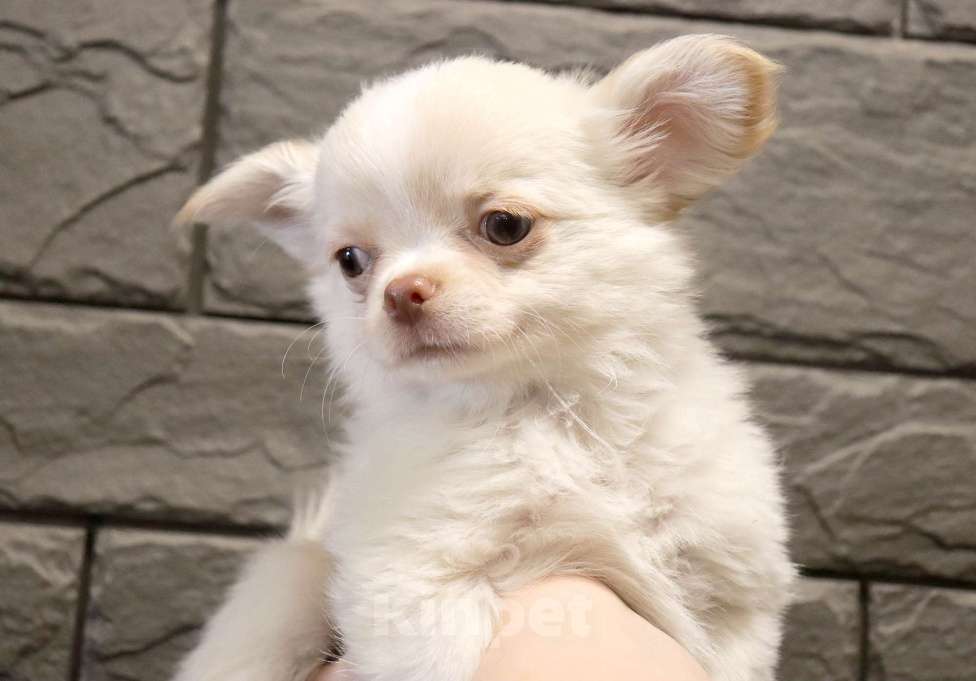 Собаки в Москве: СВЕЛЯЧОК. Щенок чихуахуа . Можно с доставкой Мальчик, 55 000 руб. - фото 3