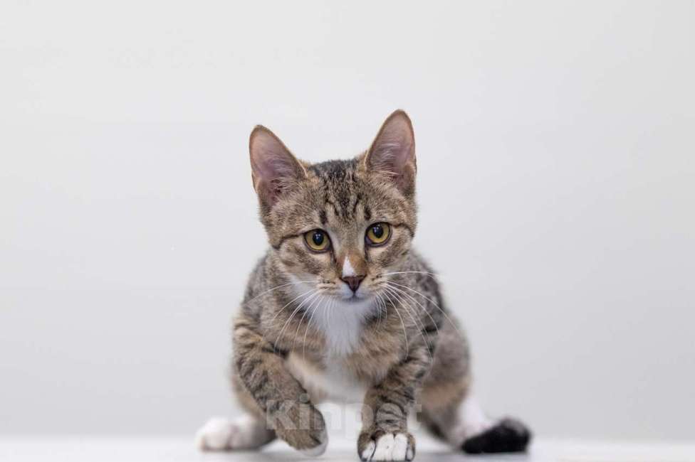 Кошки в Москве: Джонни Мальчик, Бесплатно - фото 4