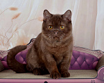 Кошки в Санкт-Петербурге: Британский котик вкусного окраса шоколад Мальчик, 45 000 руб. - фото 1