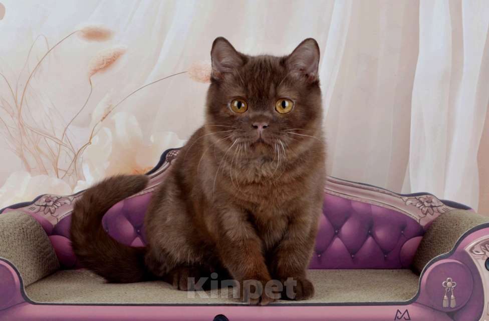 Кошки в Санкт-Петербурге: Британский котик вкусного окраса шоколад Мальчик, 45 000 руб. - фото 1