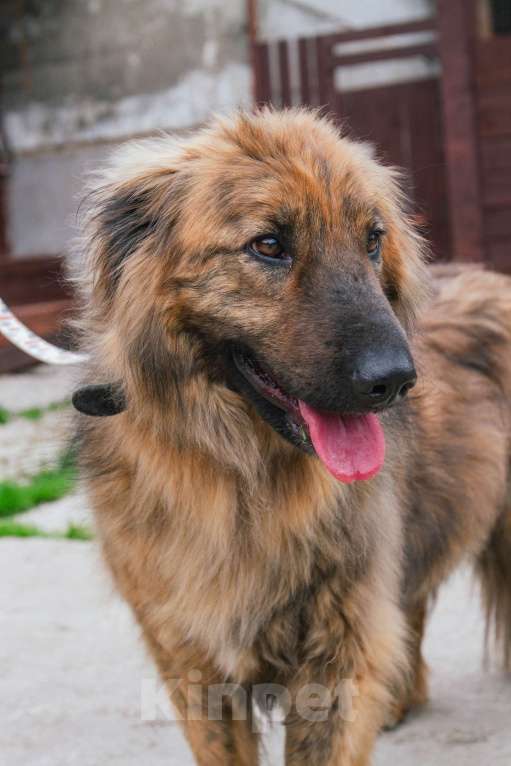 Собаки в Москве: Ласкуша Тигруля в поисках дома и хозяина. Мальчик, Бесплатно - фото 6