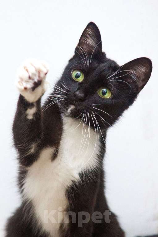 Кошки в Москве: Ищет свою семью яркая красавица Кассандра!  Девочка, Бесплатно - фото 7