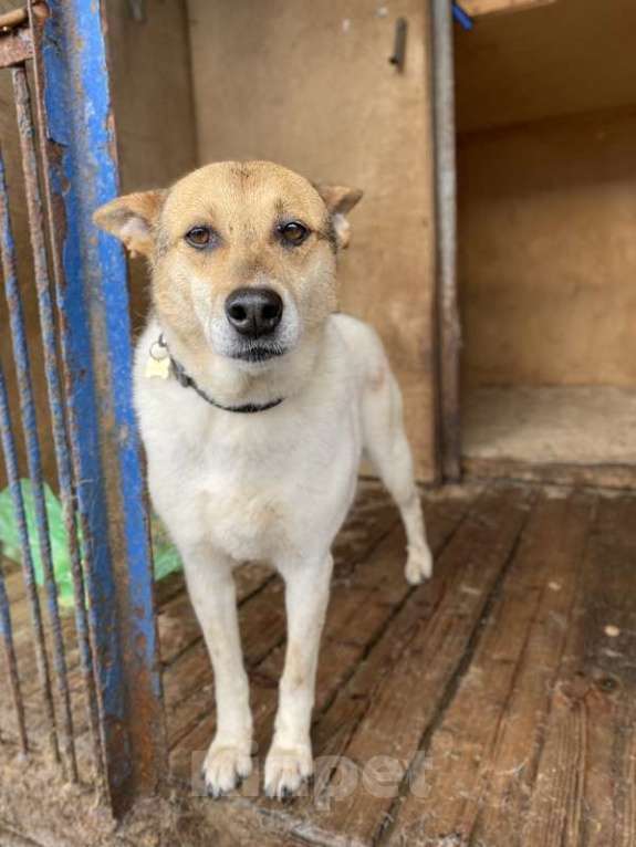 Собаки в Москве: Заберите меня из приюта! Я жду этого всю свою жизнь… ( Девочка, Бесплатно - фото 7