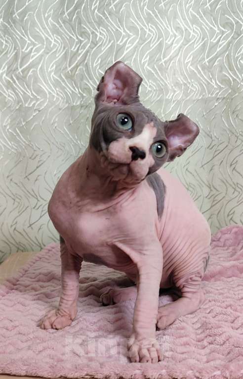 Кошки в других городах Краснодарского края: Канадский сфинкс, эльф. Самая прилипучая- обнимучая девочка. Девочка, 35 000 руб. - фото 2