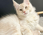 Кошки в Санкт-Петербурге: Мейн кун Мальчик, 55 000 руб. - фото 1