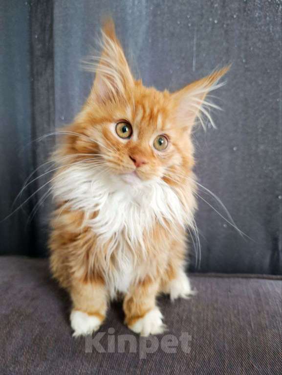 Кошки в Москве: Грант Мальчик, 75 000 руб. - фото 3