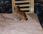 Кошки в Подольске: Абиссинский мальчик Мальчик, 25 000 руб. - фото 3