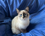 Кошки в Санкт-Петербурге: Потерялся котенок Девочка, Бесплатно - фото 1