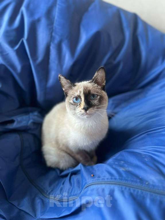 Кошки в Санкт-Петербурге: Потерялся котенок Девочка, Бесплатно - фото 1