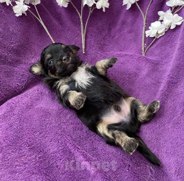 Собаки в Москве: Йорк без перецвета в сталь мальчик чёрный Мальчик, 50 000 руб. - фото 1