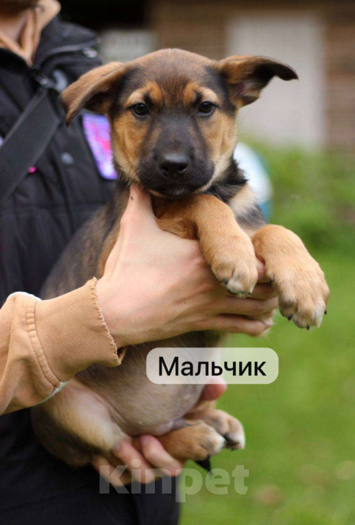 Собаки в других городах Московской области: Щенки в добрые руки Мальчик, Бесплатно - фото 1