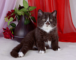 Кошки в Санкт-Петербурге: Британский котик окраса шоколадный биколор Мальчик, 25 000 руб. - фото 2