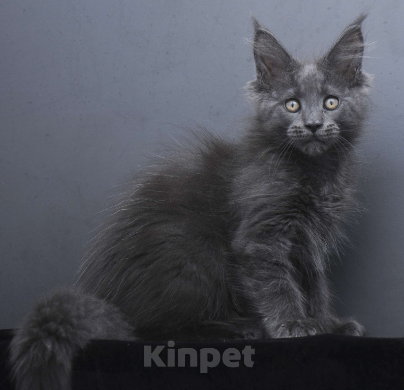 Кошки в Москве: Котенок мейн-кун  Девочка, 60 000 руб. - фото 7