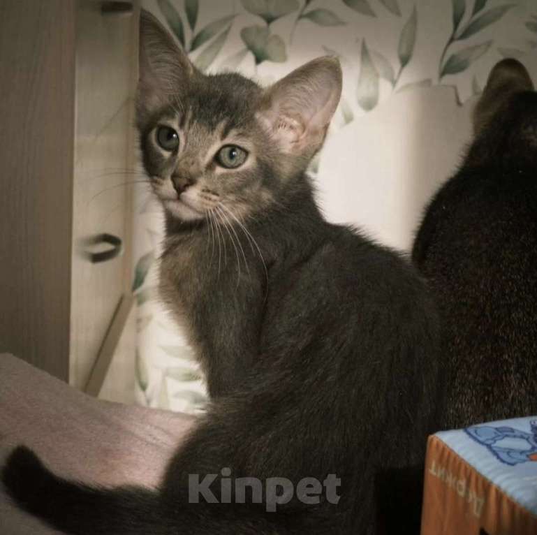 Кошки в Москве: Абиссинский котенок голубой Мальчик, 6 000 руб. - фото 2
