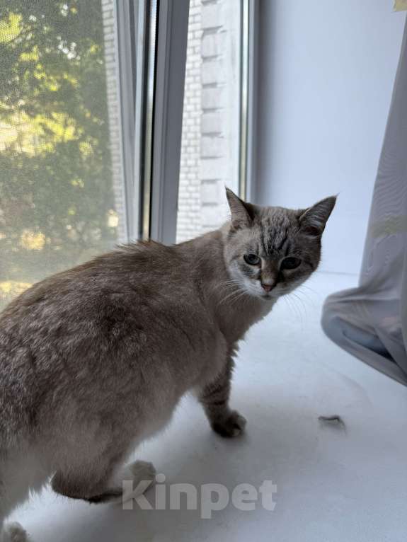 Кошки в Санкт-Петербурге: Нашли тайскую кошечку Девочка, Бесплатно - фото 4