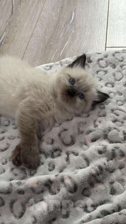 Кошки в Москве: Невский маскарадный котенок Мальчик, 22 000 руб. - фото 4