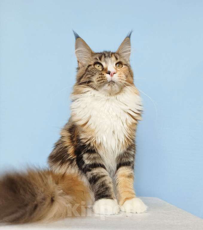 Кошки в Москве: Котята Мейн-Кун от Чемпионов Девочка Девочка, 37 000 руб. - фото 5