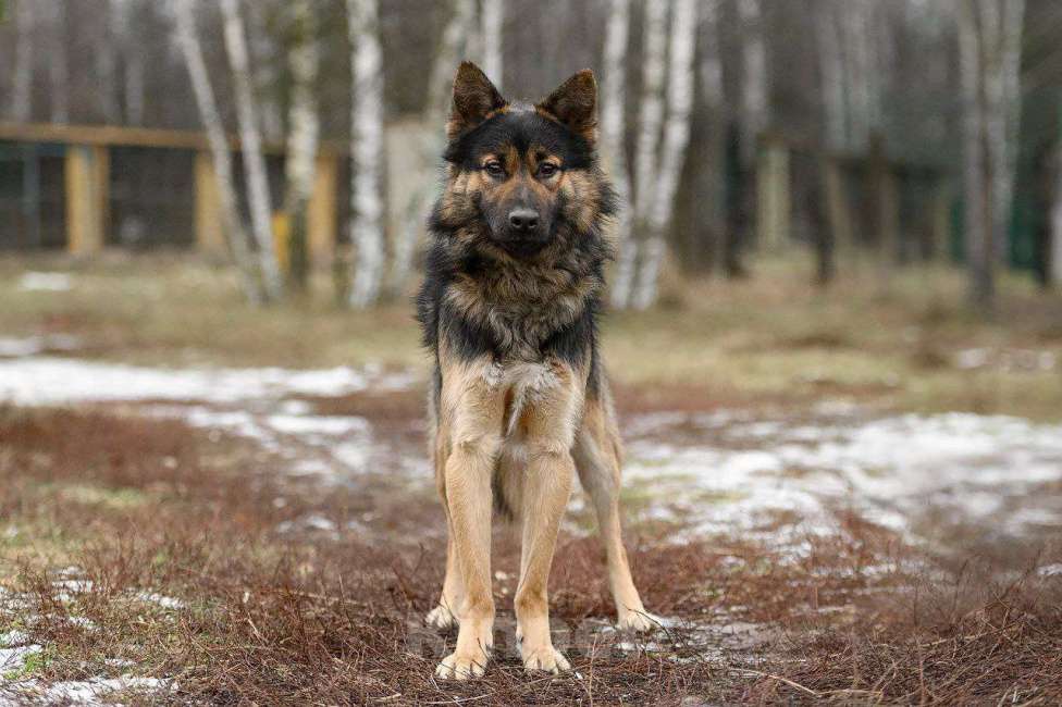 Собаки в Павловском Посаде: Женя ищет семья Мальчик, Бесплатно - фото 4