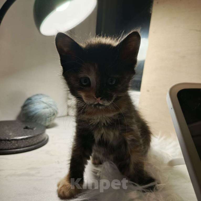 Кошки в Москве: Уникальная малышка в добрые руки Девочка, Бесплатно - фото 2