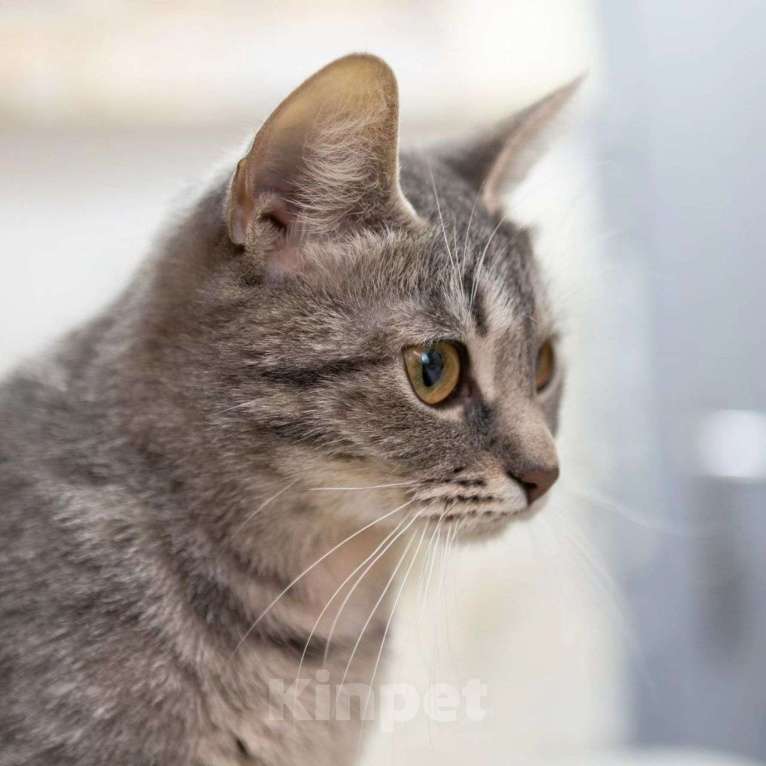 Кошки в Москве: Ласковая Соня живет одна без человека в пустой квартире Девочка, Бесплатно - фото 4