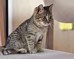 Кошки в Москве: Очаровательная Манечка, ласковый тигровый котенок ищет дом Девочка, 10 руб. - фото 6