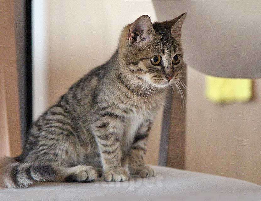 Кошки в Москве: Очаровательная Манечка, ласковый тигровый котенок ищет дом Девочка, 10 руб. - фото 6
