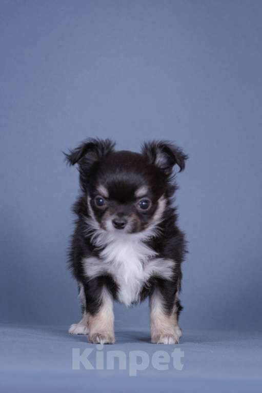 Собаки в Люберцах: Чихуахуа щенки Девочка, 57 000 руб. - фото 2