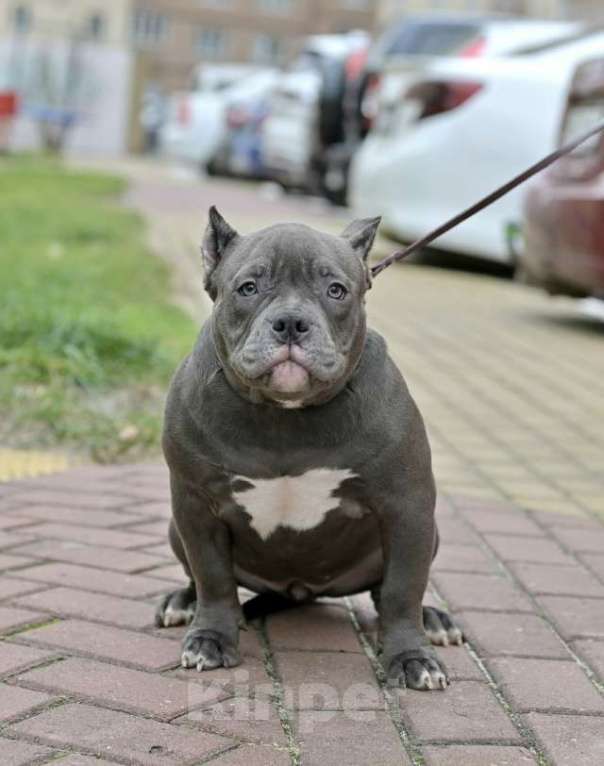 Собаки в Курске: Булли девочка голубая Девочка, 150 000 руб. - фото 1