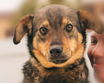 Собаки в Рязани: Небольшой коротколапый пёс Мальчик, Бесплатно - фото 1