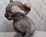 Кошки в Омске: Котенок Эльф Девочка, 50 000 руб. - фото 3