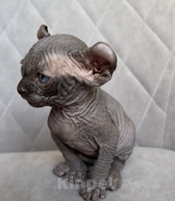 Кошки в Омске: Котенок Эльф Девочка, 50 000 руб. - фото 3