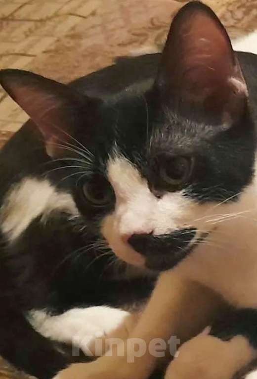 Кошки в Москве: Нежный котик Филя 3,7 месяца Мальчик, 200 руб. - фото 3