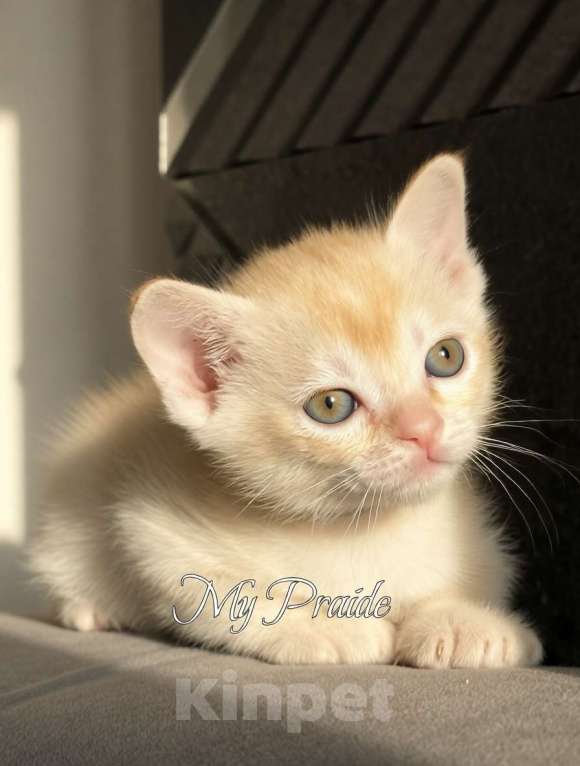 Кошки в Электростали: Бурма европейская. Девочка, 85 000 руб. - фото 1